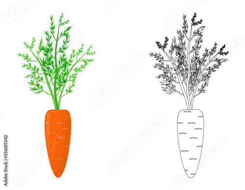 A set of carrots. Contoured and Orange carrots with tops. Flat