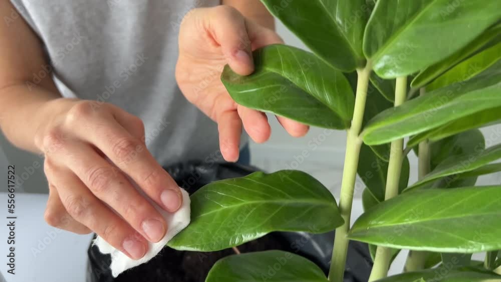 House Plant care female hands wiping dust from green leaves of plant. Woman cleans indoor plants, takes care leaf. Gardening, floristic and housework chores concept