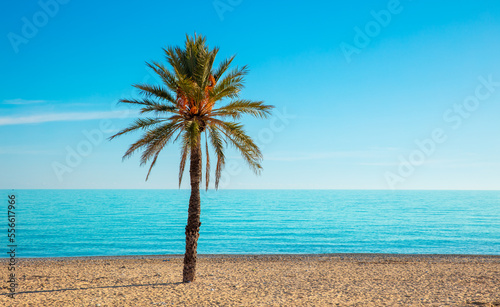 palm tree on a tropical beach © M.studio