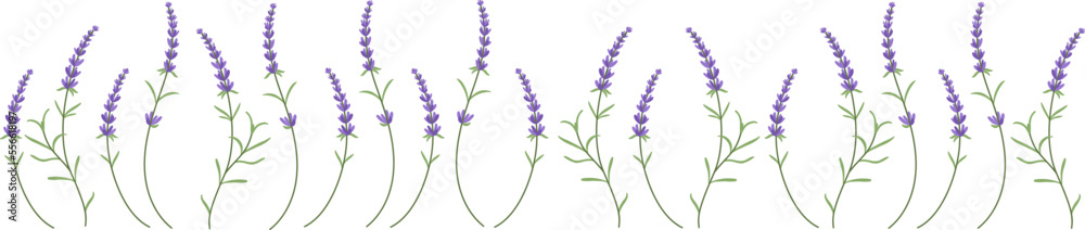 Fototapeta premium Lavender is a beautiful field flower for aromatic oils. Violet and lavender hues for trendy rustic eco packaging.