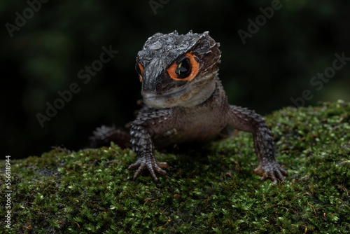 Red-eyed Crocodile Skink (Tribolonotus gracilis) on mossy wood.