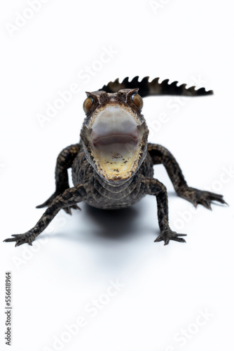 The Dwarf Caiman  Paleosuchus trigonatus  isisolated on white background.