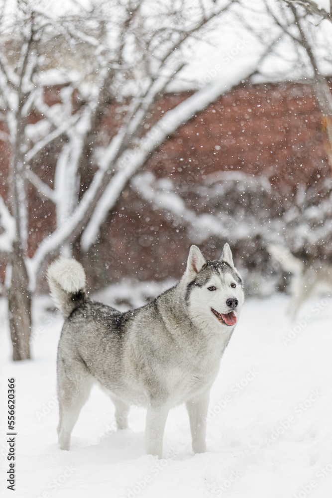 Husky playing in snow portrait Husky playing in snow portrait