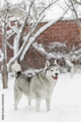 Husky playing in snow portrait © Artem Orlyanskiy