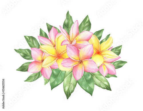 Watercolor tropical plumeria bouquet frangipani composition with green leaves on white background