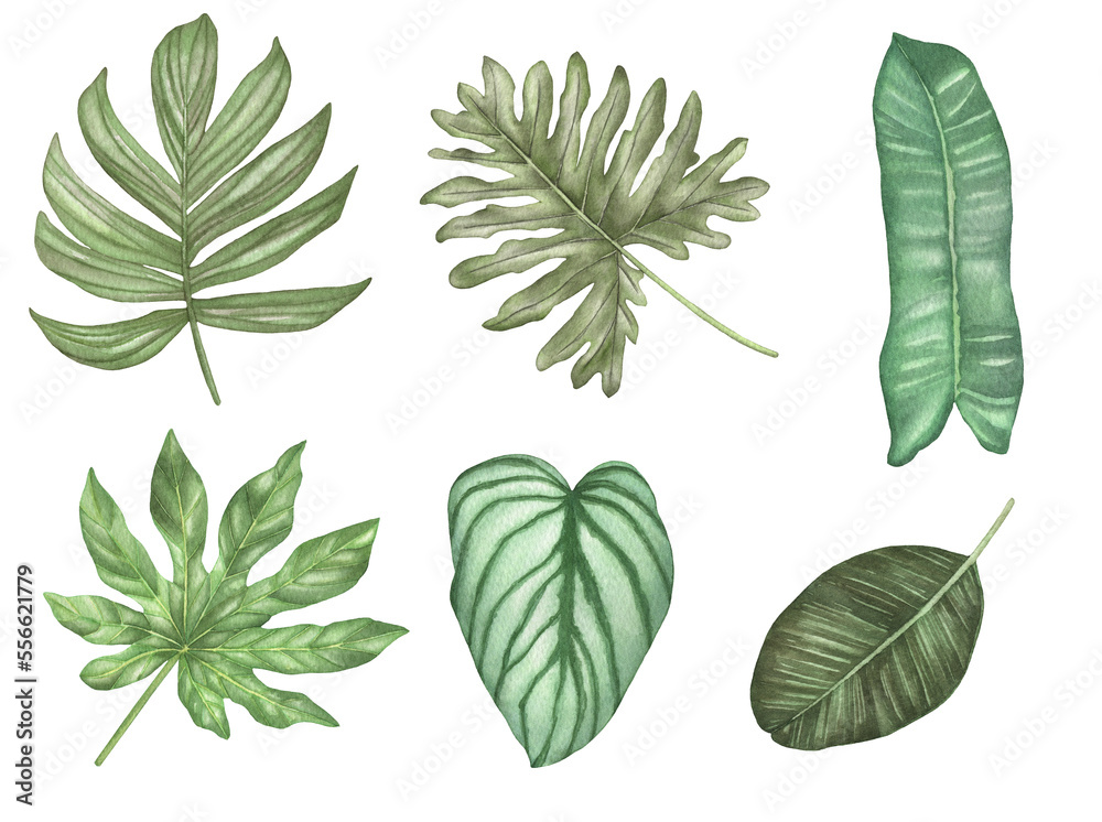 Fototapeta Watercolor set of tropical green leaves. Illustration of tropical leaf, tropical greenery