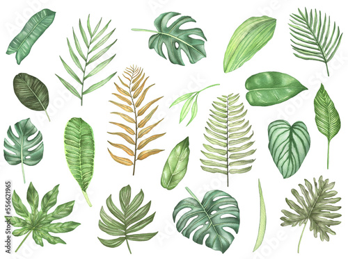 Watercolor set of tropical leaves. Illustration of tropical leaf, tropical greenery photo