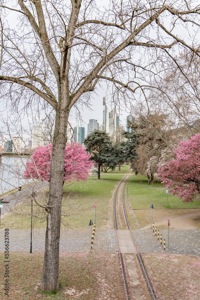 Frankfurt am Main in spring with blooming trees