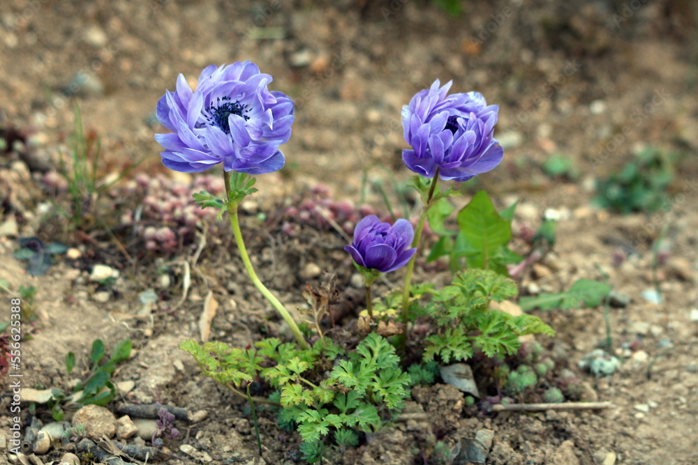 Three Anemone perennial flowering plants with closed to fully open blooming flowers made of violet sepals and basal leaves with toothed leaf margins growing in shape of small bush in local urban home Three Anemone perennial flowering plants with closed to fully open blooming flowers made of violet sepals and basal leaves with toothed leaf margins growing in shape of small bush in local urban home