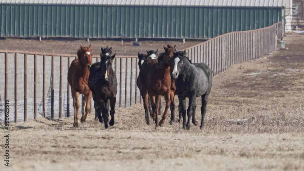 Horses running along fence in slow motion towards the camera as they kick up dirt and mud. Horses running along fence in slow motion towards the camera as they kick up dirt and mud.