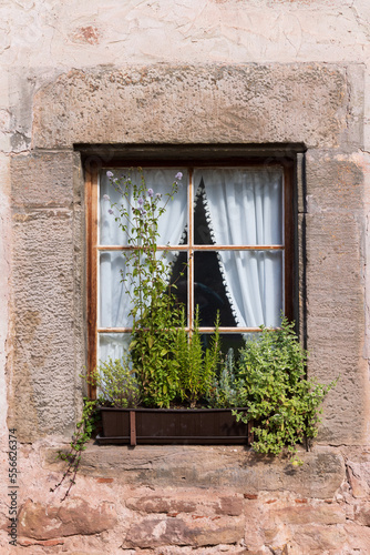 Old Window with flower pots and herbs in Vessra Abbey in Kloster Vessra, Thuringia in Germany photo