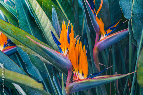 Colorful bird of paradise flowers. Yellow Tropical Heliconia