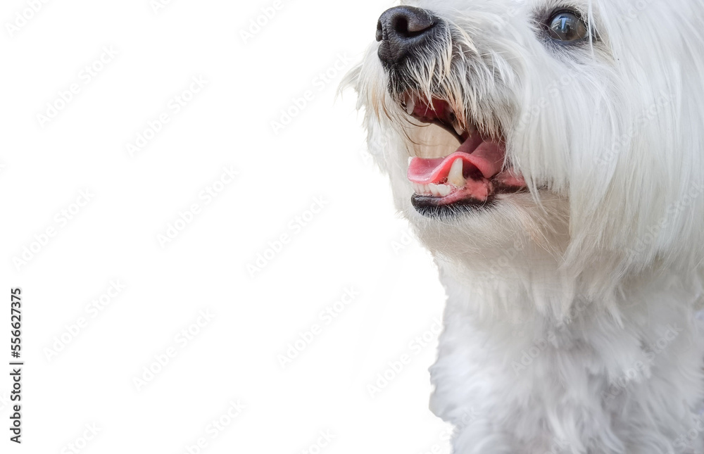 terrier dog face isolated with open mouth terrier dog face isolated with open mouth