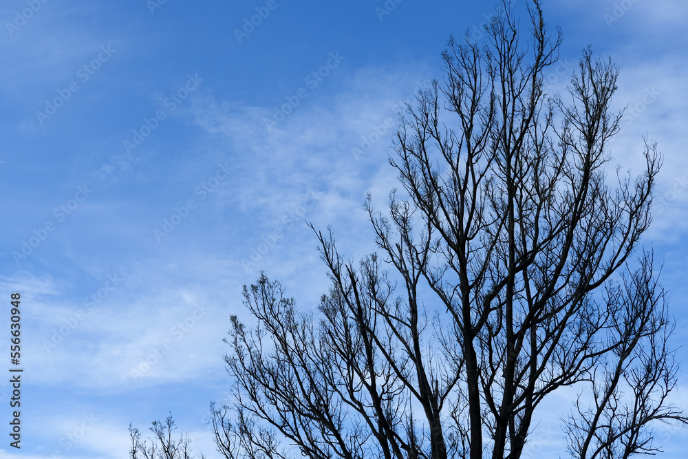 dry tree, dry tree and blue sky, sky and tree dry tree, dry tree and blue sky, sky and tree