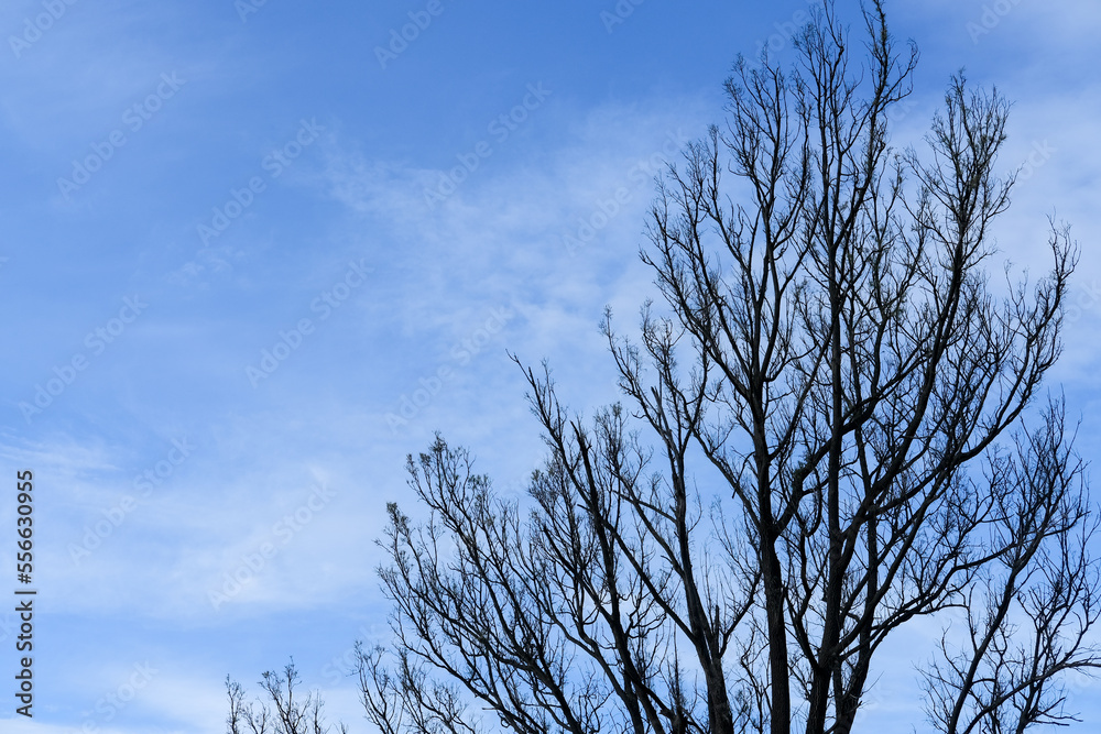 dry tree, dry tree and blue sky, sky and tree dry tree, dry tree and blue sky, sky and tree