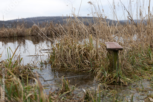 Bench in the reeds on the river bank.