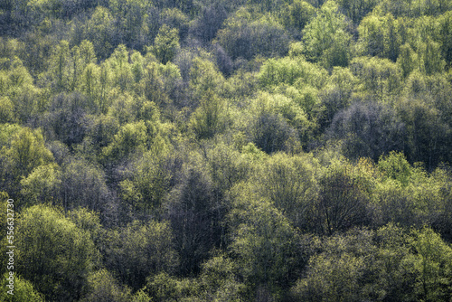 Brilliant spring foliage in a birch forest