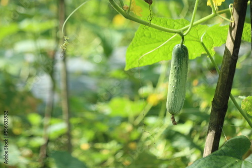 macro cucumbers in the garden