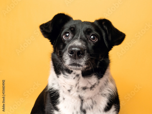 A portrait of a dog on a yellow background