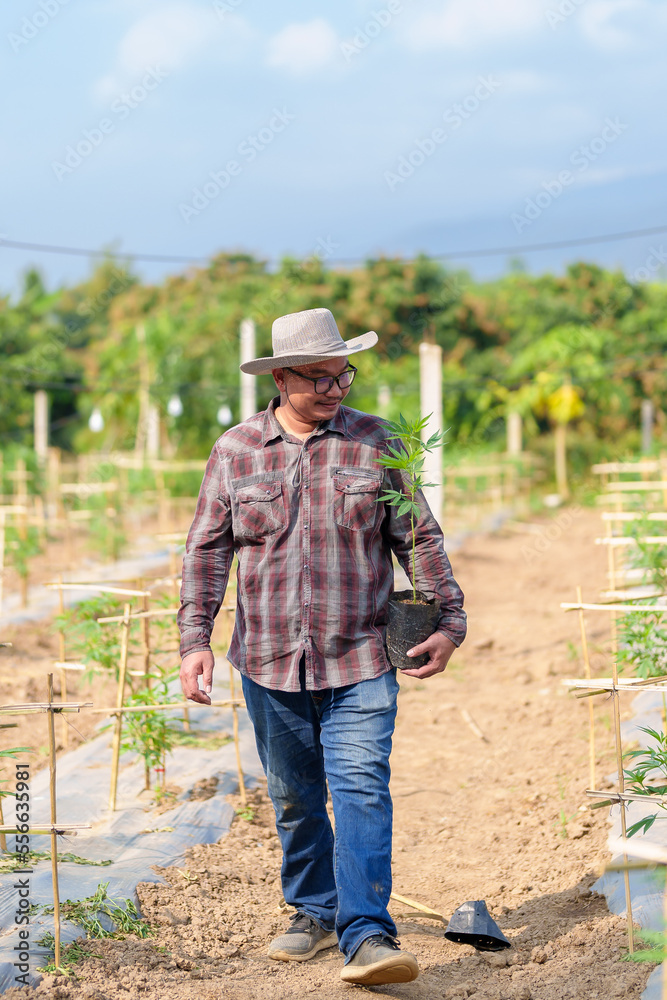 A farmer growing hemp and checking plants growth, agriculture and environment hemp growing marijuana cannabis and Asian farmer concept