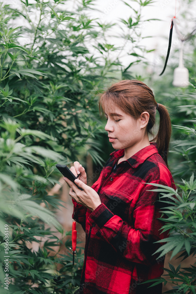 Young asian woman smart farmer with cannabis, Asian farmer using tablet modern technology to monitor control marijuana or cannabis plantation in greenhouse, Business agricultural cannabis farm. Young asian woman smart farmer with cannabis, Asian farmer using tablet modern technology to monitor control marijuana or cannabis plantation in greenhouse, Business agricultural cannabis farm.