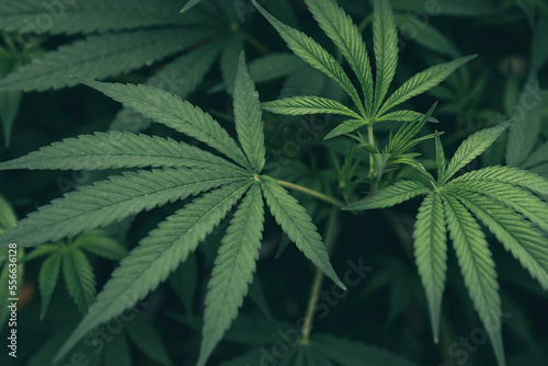 Marijuana - Cannabis leaf. Unique beautiful leaves of marijuana plant large and detailed background.  Natural medicine legalization concept.