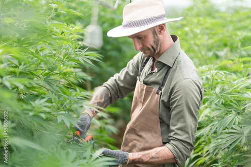 A farmer stands among his commercial greenhouse hemp crop. Cannabis sativa grown industrially for the production of hemp for derived products like CBD oil, fiber, biofuel and others.