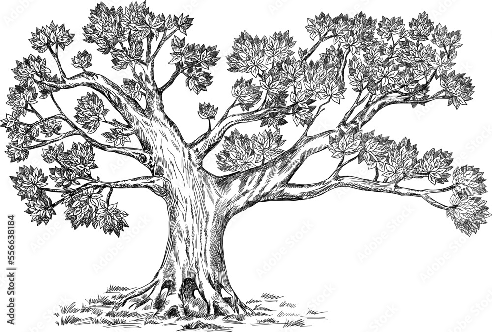 Olive tree. Vector hand drawn illustration. Realistic sketch. Design option for your family tree.