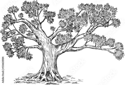 Olive tree. Vector hand drawn illustration. Realistic sketch. Design option for your family tree.