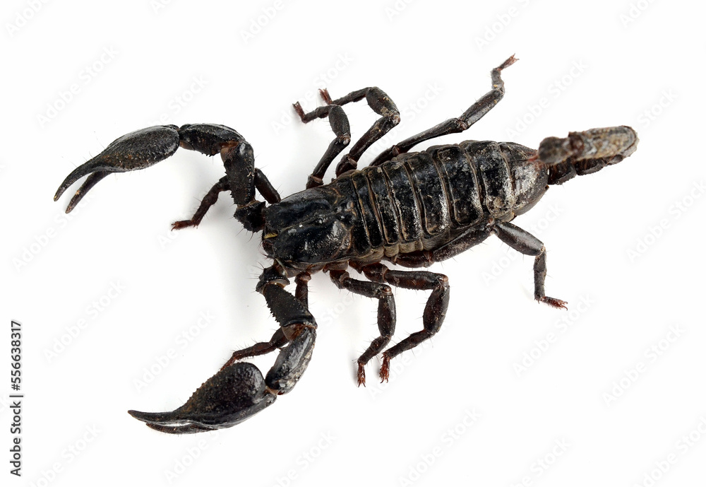 Emporer Scorpion Emporer Scorpion