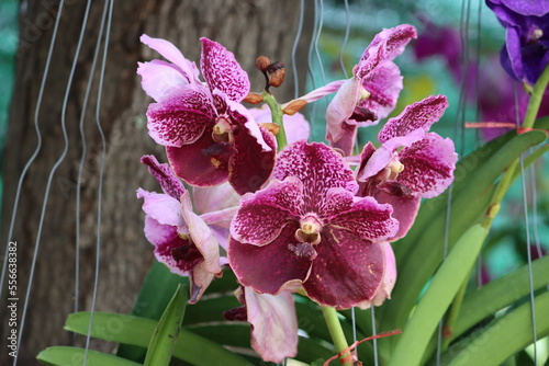 Cambodia. Vanda sanderiana is a species of orchid. It is commonly called Waling-waling in the Philippines and is also called Sander's Vanda, after Henry Frederick Conrad Sander, a noted orchidologist. photo