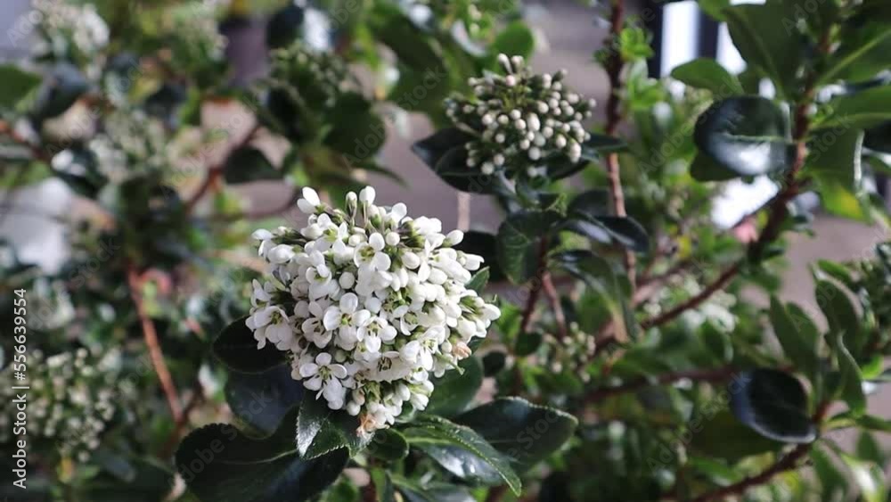 White flowers blowing blooming bloomed green leaves White flowers blowing blooming bloomed green leaves