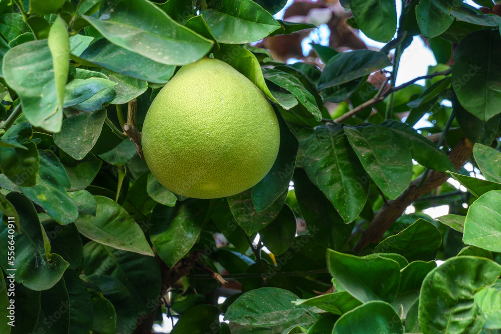Green citrus growing on tree