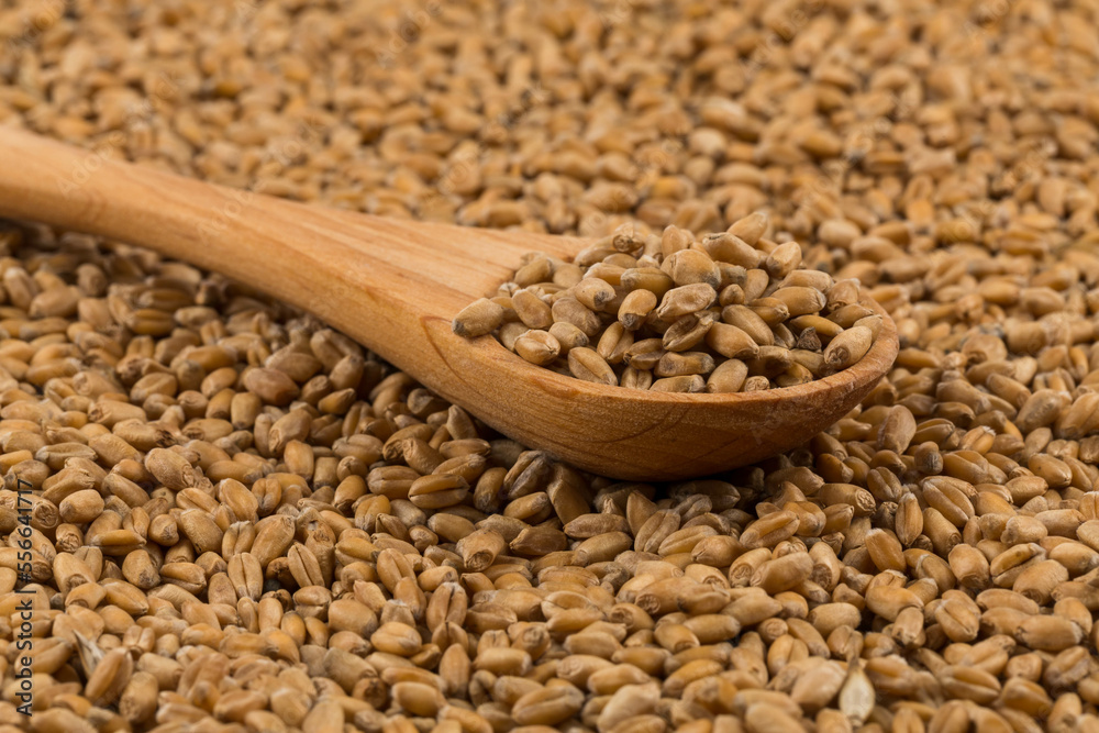 Wheat grain on white Wheat grain on white