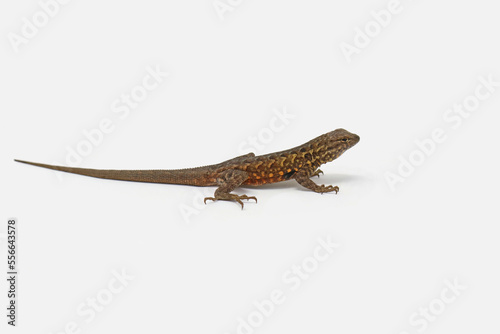 Obraz na plátně Common Side-blotched Lizard (Uta stansburiana) White Background