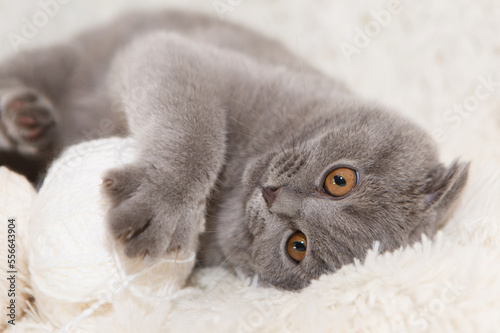A gray cat plays with a white ball of wool on a fluffy carpet. Happy kitten loves to stroke the woman's hand. british shorthair. Cat for advertising tape. Playful pet close-up. High quality photo
