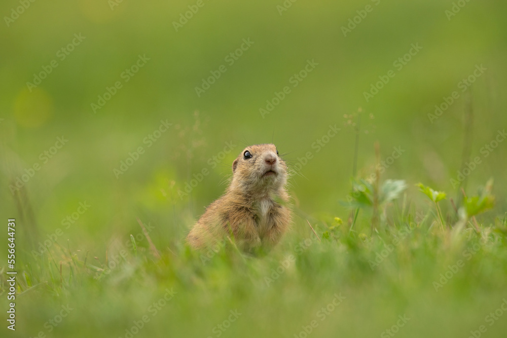 European ground squirrel on the spring meadow. Ground squirrel is peeping from the grass. European nature. Small brown rodent live in the big groupe. 