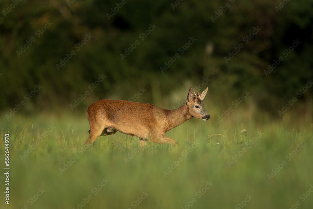 Roe deer during rutting season. Deer on the summer meadow. Male of roebuck with small antlers. European nature. 