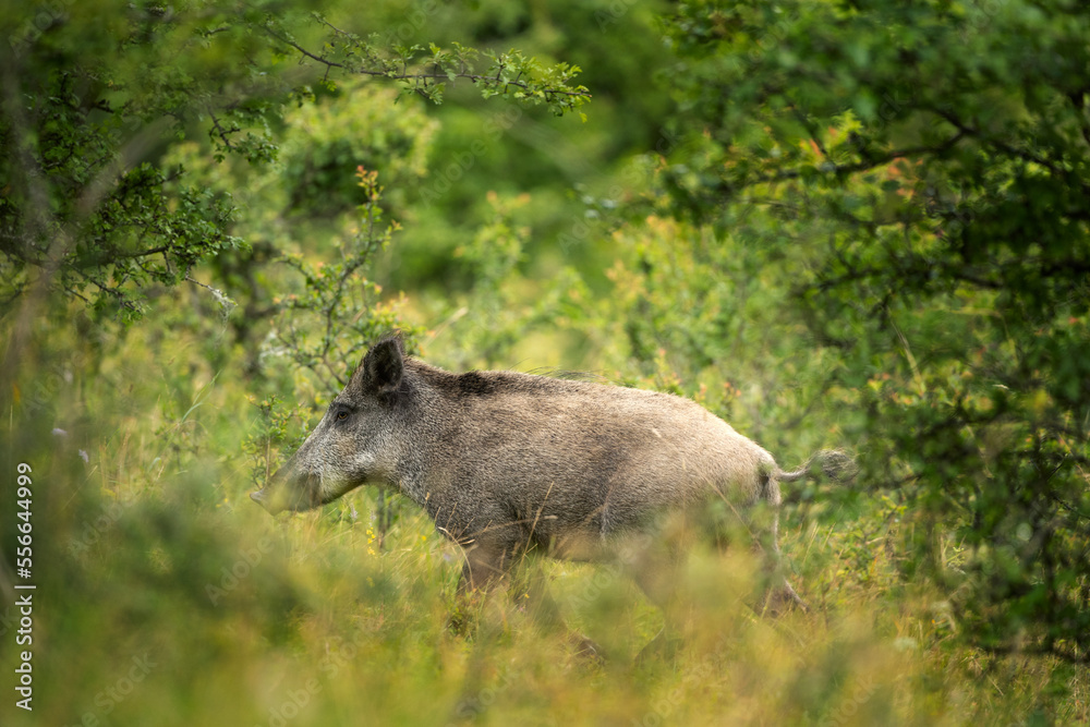 Wild boar in the summer. Boar in the bushes. European wild nature. Sus scrofa in hot season. 