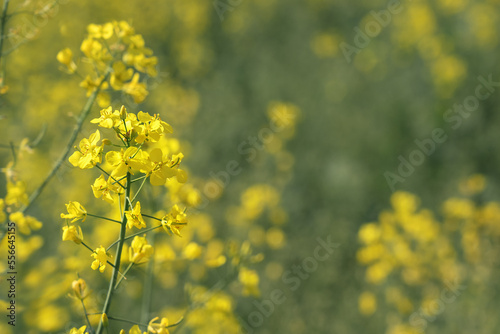 Agricultural field with colza plant with yellow flowers growing on field of farmland. Agriculture concept. © Bonsales