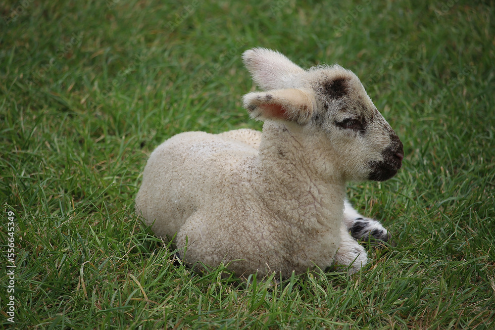 Fototapeta premium Livestock under the cool early spring sun in the fields of Hertfordshire in southeast england