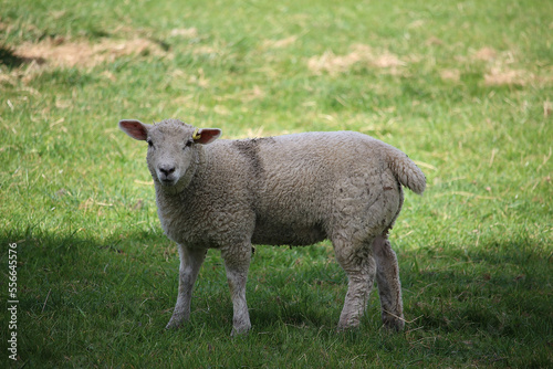 Livestock under the cool early spring sun in the fields of Hertfordshire in southeast england © Stephen