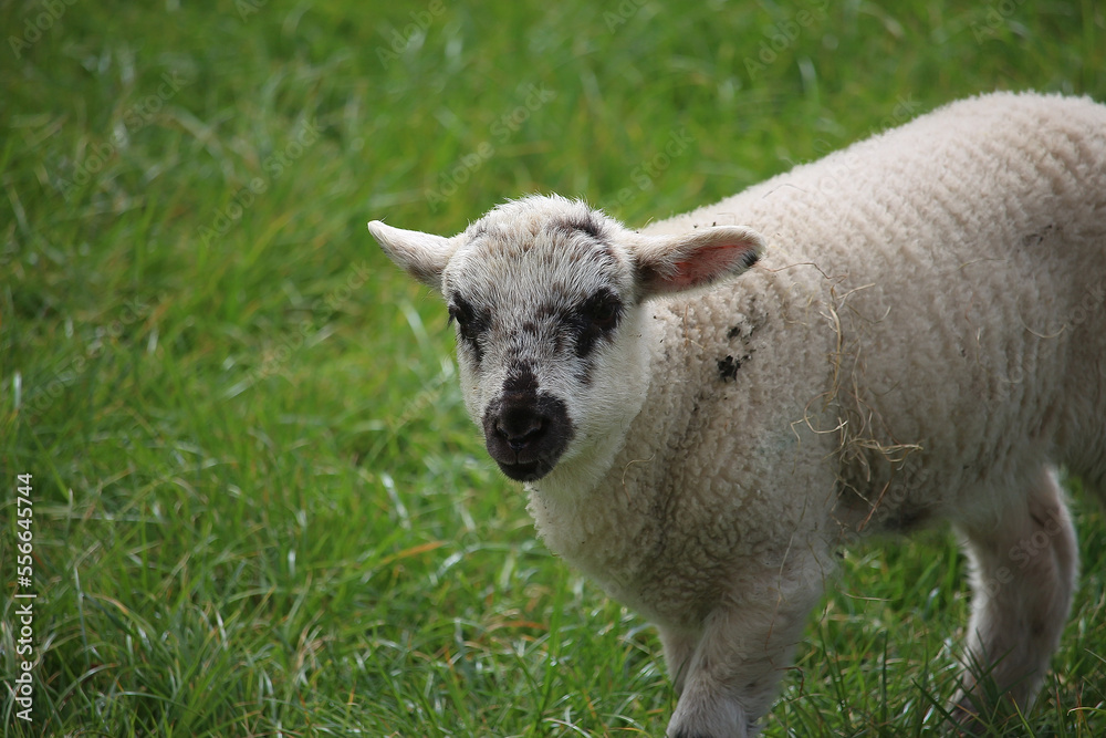 Livestock under the cool early spring sun in the fields of Hertfordshire in southeast england Livestock under the cool early spring sun in the fields of Hertfordshire in southeast england