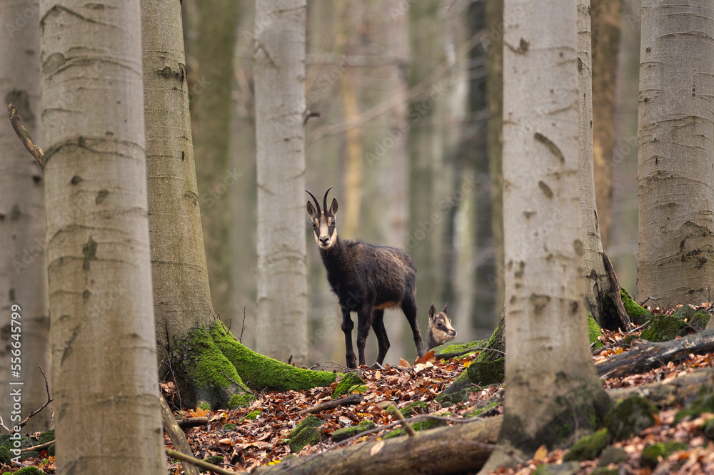 Obraz premium Chamois in the winter oak forest. Wild goat in european wood. Chamois with the offspring. Czech nature. Black and white goat with small horns among the trees. 