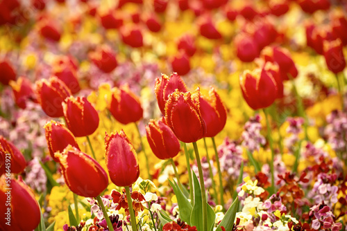Red tulip flowers © Roxana
