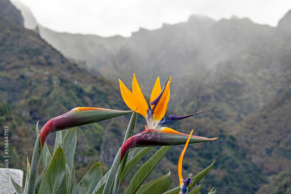 Obraz premium Blüte einer Strelitzie