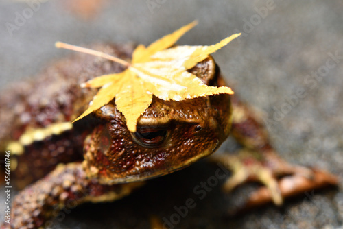 紅葉を頭に乗せたかっぱのようなヒキガエル