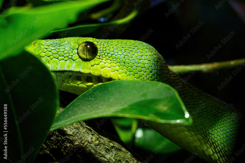 Green tree python close-up on tree branch, Morelia viridis. Green tree python close-up on tree branch, Morelia viridis.