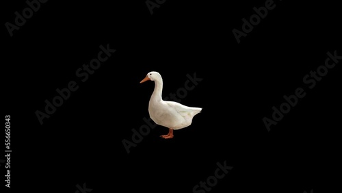 Farm Animal Goose Transparent Alpha Animation photo