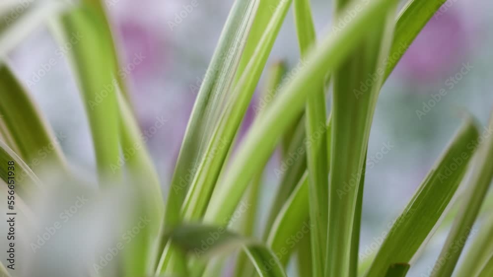 house plant chlorophytum rotates in a circle house plant chlorophytum rotates in a circle